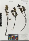 Foto von Salix glabra Scop.